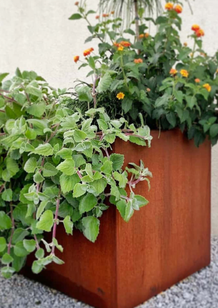 Pflanzkübel aus Cortenstahl sind ein echter Hingucker in jedem Garten oder auf jeder Terrasse. Das Material, auch als wetterfester Baustahl bekannt, besticht durch seine einzigartige, rostige Optik, die sich harmonisch in natürliche Umgebungen einfügt. Diese edlen Pflanzgefäße bieten nicht nur ästhetische Vorteile, sondern überzeugen auch durch ihre hervorragende Haltbarkeit und Widerstandsfähigkeit. Vorteile des Materials: Langlebigkeit: Cortenstahl zeichnet sich durch seine extreme Robustheit aus. Durch die spezielle Legierung bildet sich eine Schutzschicht auf der Oberfläche, die das Material vor weiterer Korrosion bewahrt. Diese Patina sorgt dafür, dass die Pflanzkübel selbst bei widrigsten Wetterbedingungen über viele Jahre hinweg beständig bleiben. Witterungsbeständigkeit: Die einzigartige Eigenschaft von Cortenstahl, sich durch die Einwirkung von Wind und Wetter zu verändern, ohne dabei zu rosten, macht ihn besonders attraktiv für den Außenbereich. Regen, Sonne und Frost können diesem Material nichts anhaben. Umweltfreundlichkeit: Cortenstahl ist ein nachhaltiges Material, das zu 100% recycelbar ist. Die Langlebigkeit und Wiederverwertbarkeit machen Pflanzkübel aus Cortenstahl zu einer umweltbewussten Wahl für Gartenliebhaber.